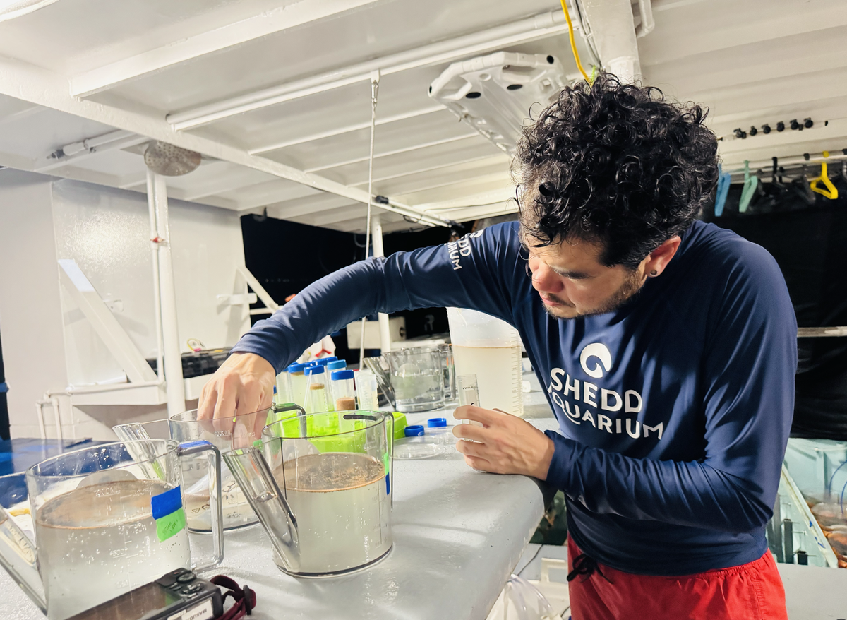 Shayle Matsuda, científico a bordo del buque de investigación del Acuario Shedd, anclado en Cayo Hueso, enjuaga suavemente los embriones para eliminar la turbidez del agua de los espermatozoides. 