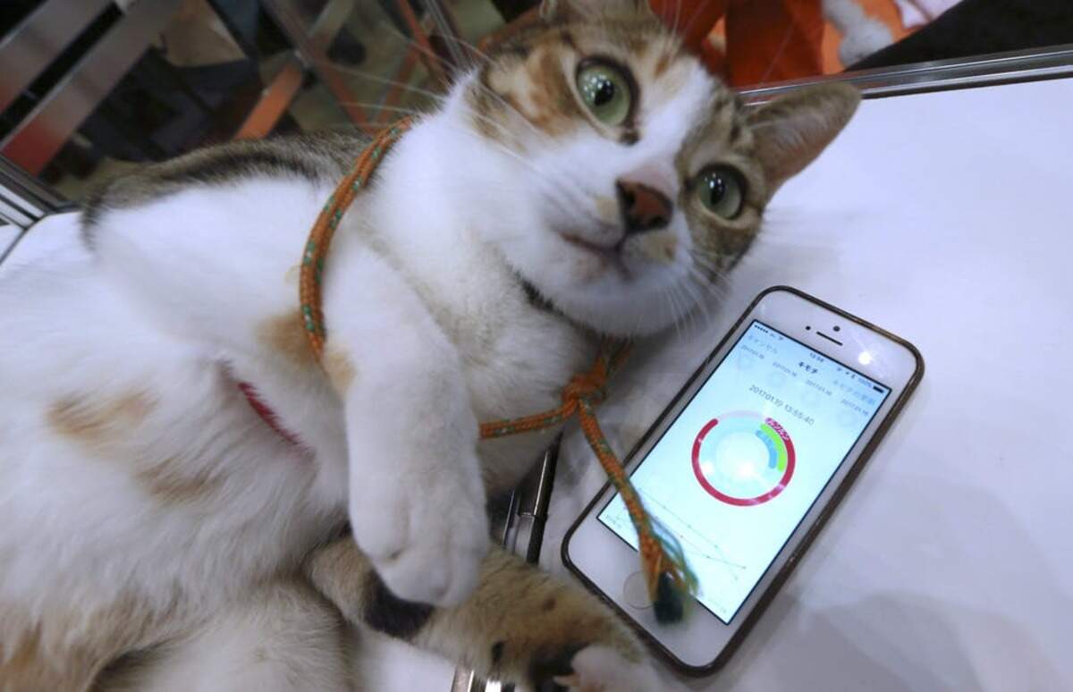 Una aplicación para teléfonos inteligentes, desarrollada por la empresa japonesa Anicall, pretende mostrar los ‘sentimientos’ de un gato. Puede que algún día las aplicaciones traduzcan las expresiones animales a emociones. (AP /Eugene Hoshiko)