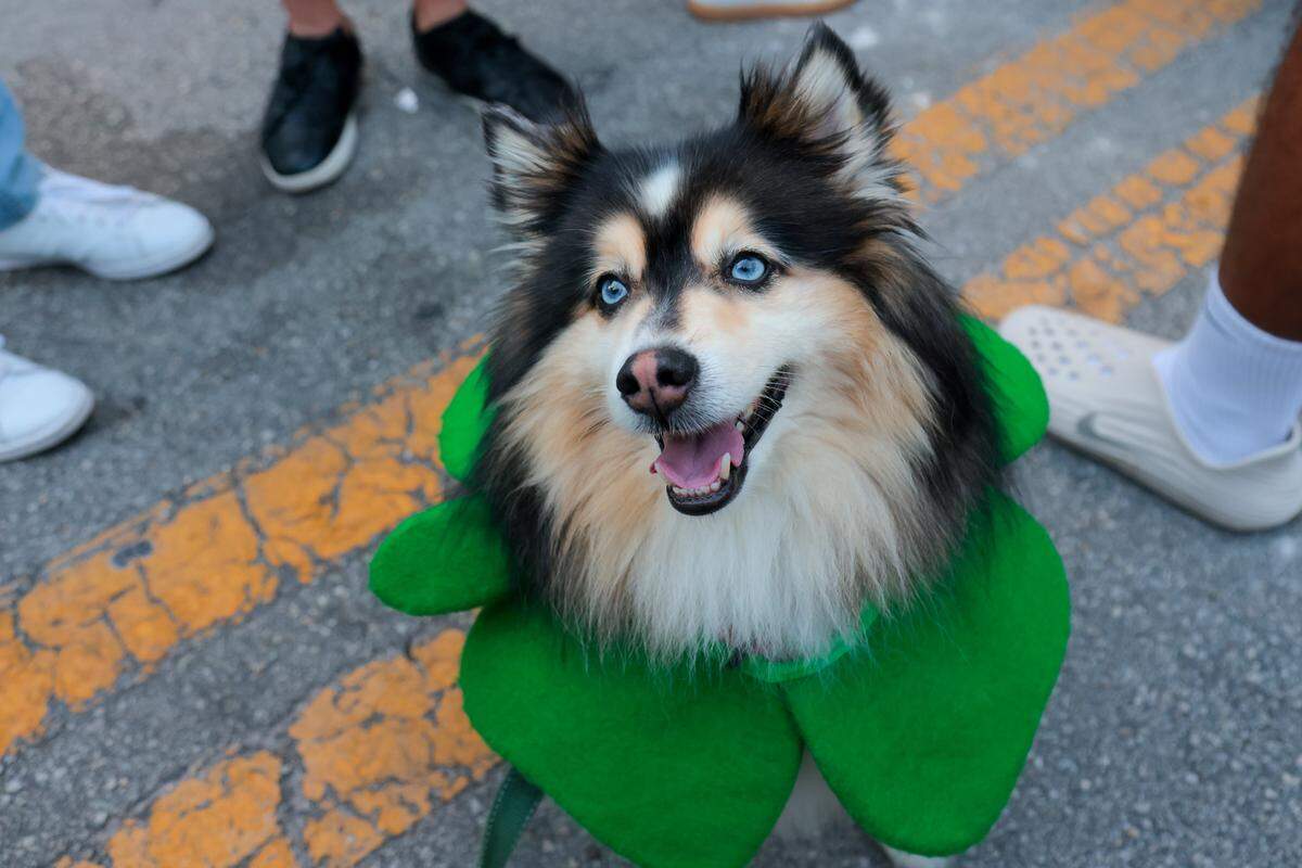 El Día de San Patricio se celebra en toda la ciudad con festivales, conciertos y recorridos por bares que tiñen de verde distintos rincones de Miami.