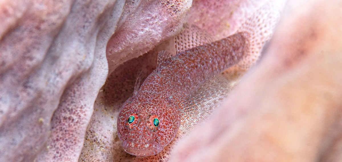 Un bathygobius mero, o frillgoby esponja.