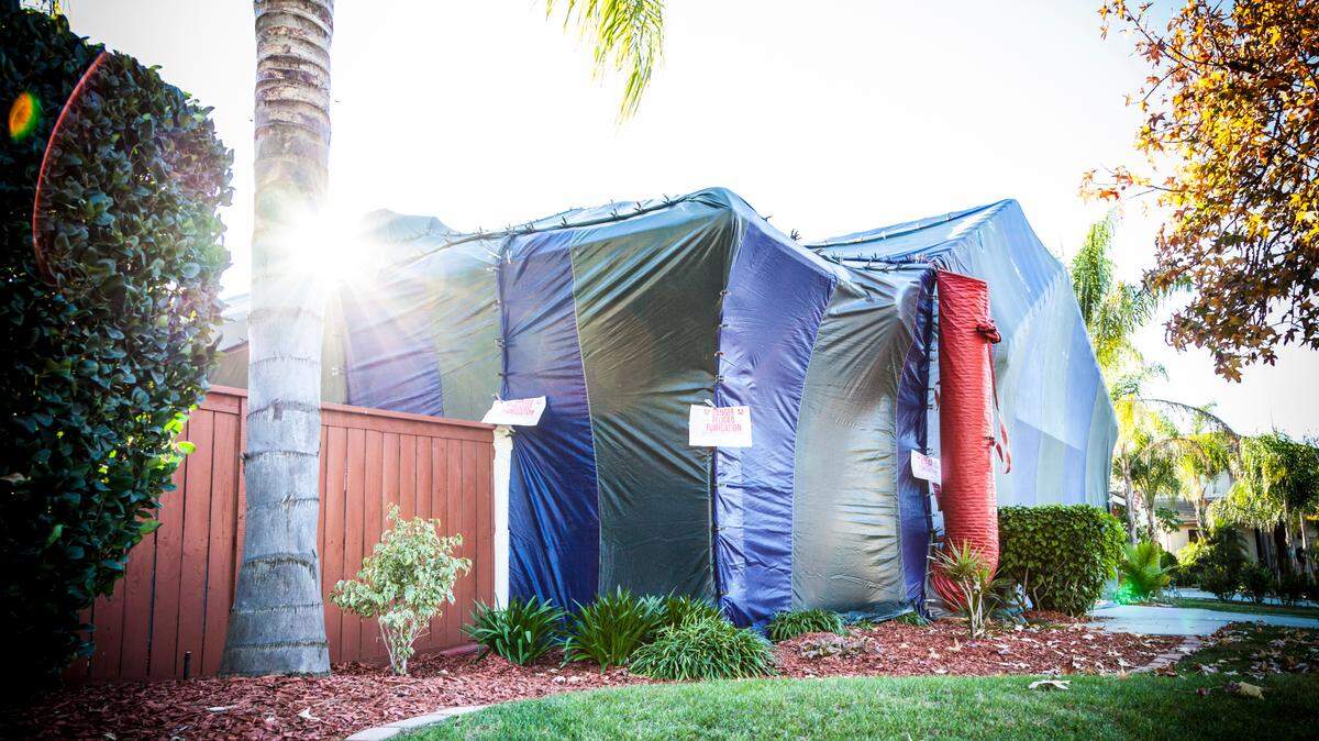 Miami is the top city for termites, according to a recent study by Orkin.