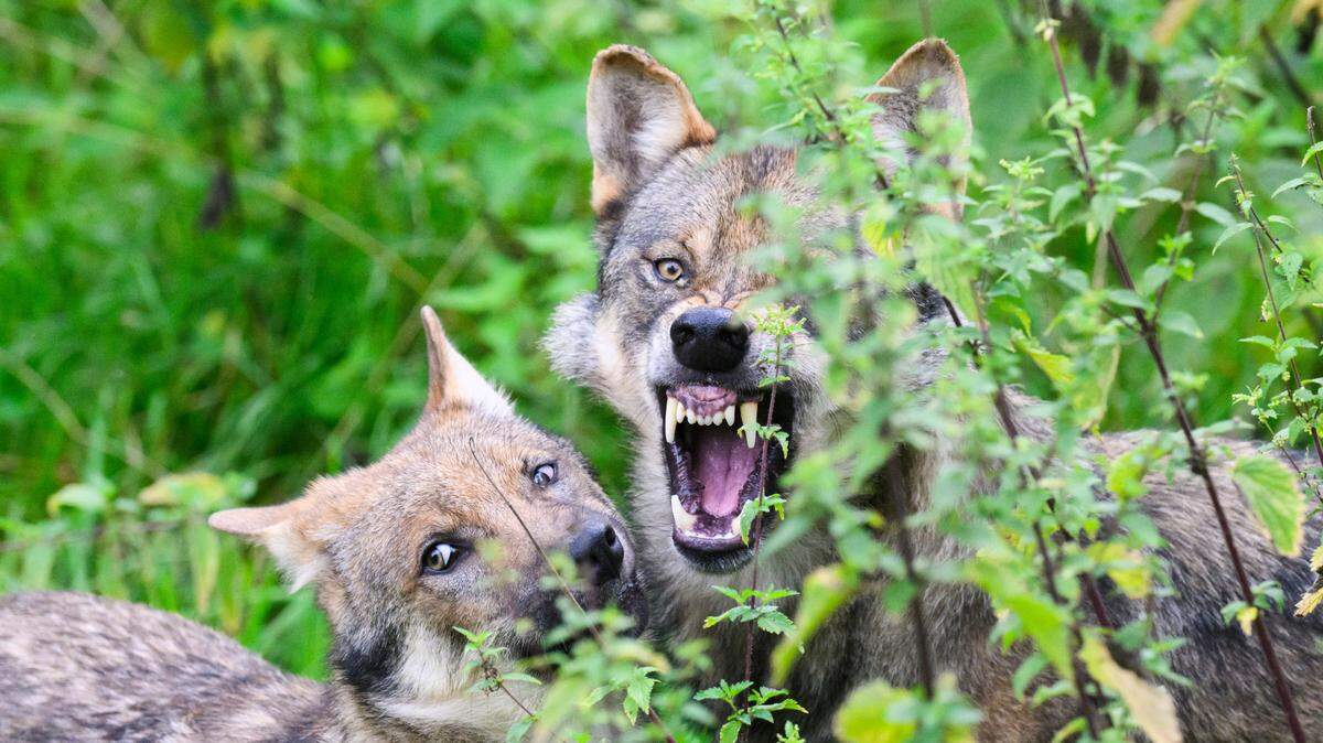 Foto de archivo. Una mujer de 37 años resultó herida de gravedad el domingo tras ser mordida por varios lobos en un parque zoológico en las afueras de París, en una zona prohibida para los peatones, según fuentes cercanas al caso.