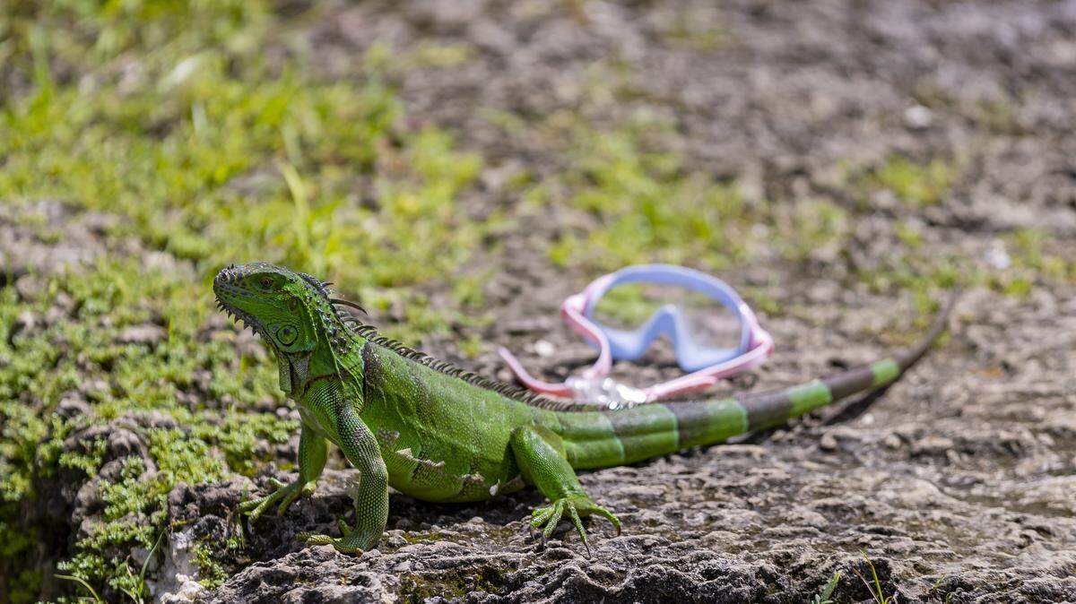 Una iguana se posa cerca de unas gafas de agua en Blue Lagoon Farm Miami, el viernes 9 de septiembre de 2022, en Homestead, Florida.