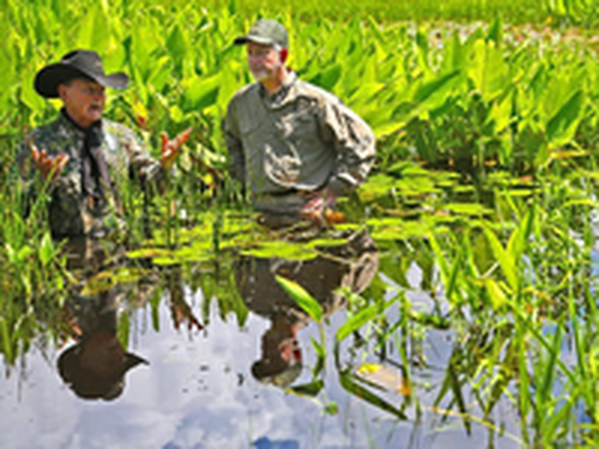 Para demostrar el impacto del aumento del nivel del mar, el comisionado de Conservación de Peces y Vida Silvestre de la Florida, Ron Bergeron (izquierda) y el director ejecutivo Nick Wiley se paran con el agua hasta la cintura cerca del campamento familiar de Bergeron, al sur de Alligator Alley