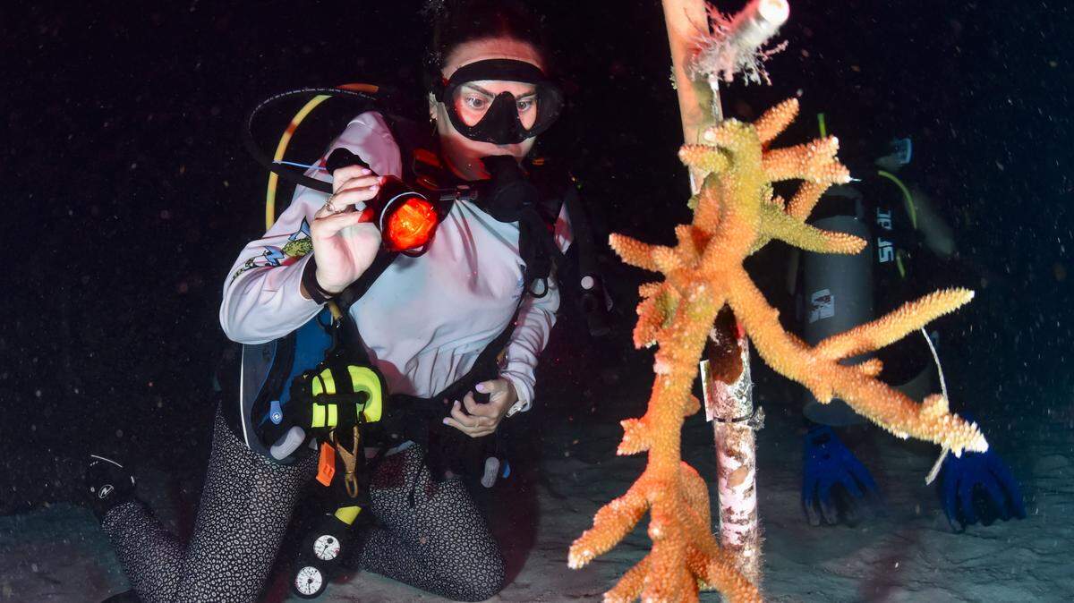 Un científico revisa un coral cuerno de ciervo para monitorear el desove durante el evento anual de desove de coral el martes 12 de agosto de 2025, en Spawning Alley, un vivero administrado por la Coral Restoration Foundation cerca de Key Largo, Fla. Los paquetes de huevo y esperma se dirigen hacia la parte superior del pólipo para ser liberados en la columna de agua para el apareamiento, también llamado desove. 