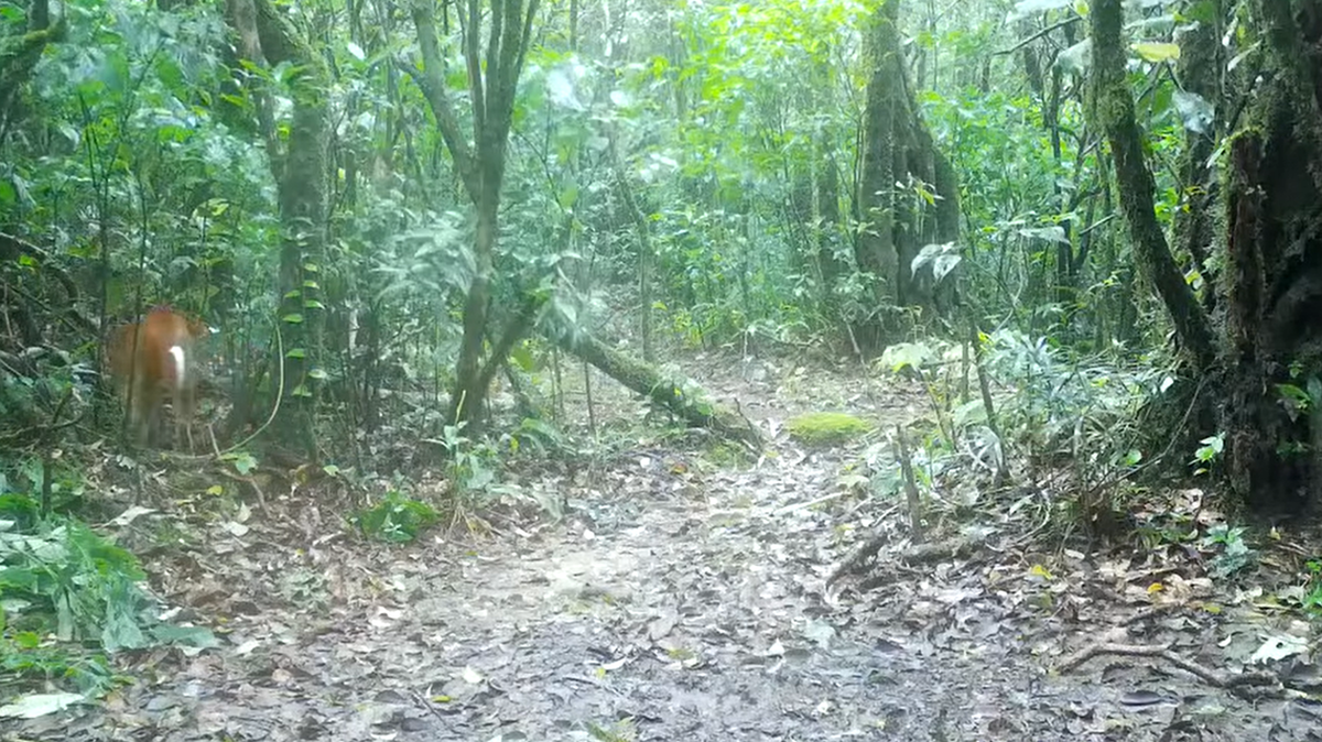 Evasiva criatura de la mitología tailandesa es captada por una cámara en un bosque nacional.