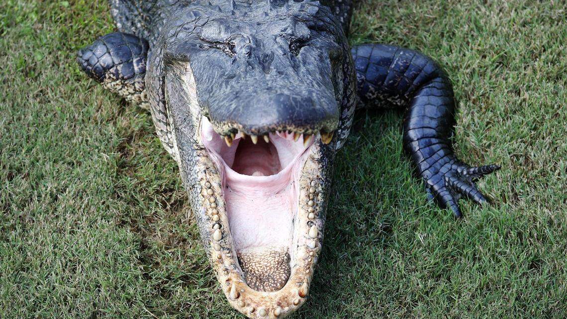 Alligator