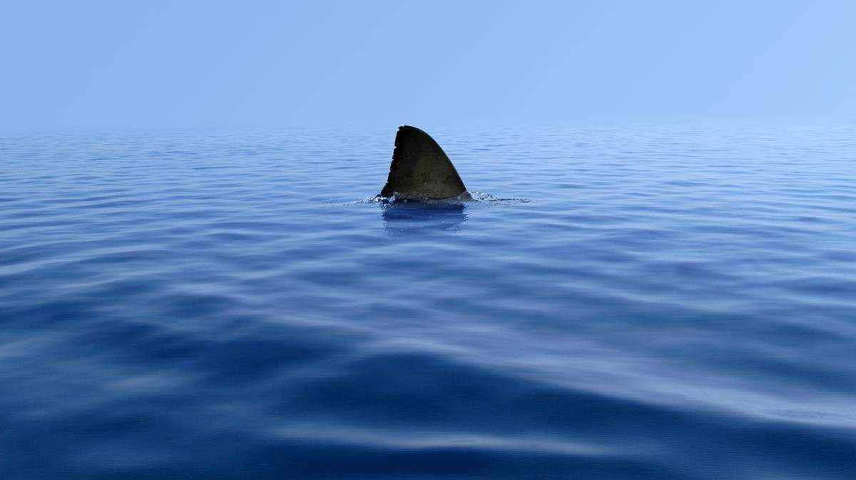 A 10-year-old boy was attacked by a shark in the Florida Keys on Aug. 13, 2022, state wildlife police said.