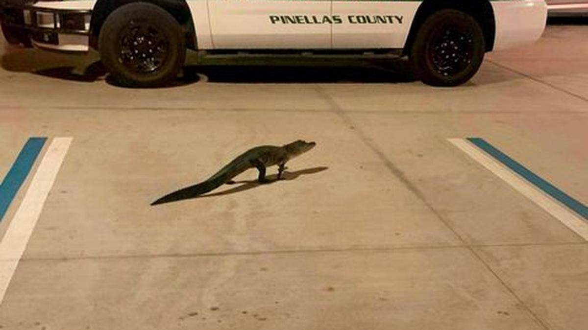 Los funcionarios del servicio de emergencias 9-1-1 en el Condado Pinellas se encontraron con un caimán en el estacionamiento del edificio donde trabajan.