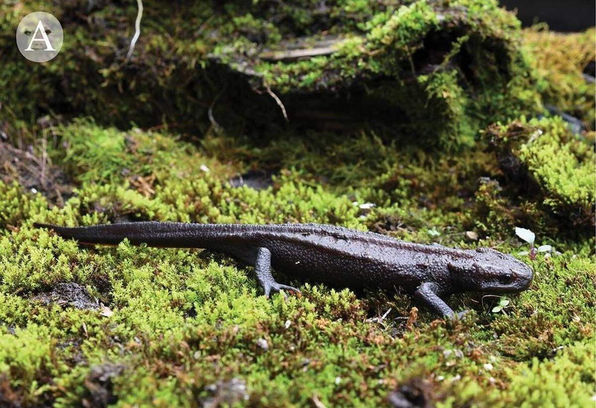 Una hembra tylototriton gaowangjienensis, o tritón cocodrilo Gaowangjie.