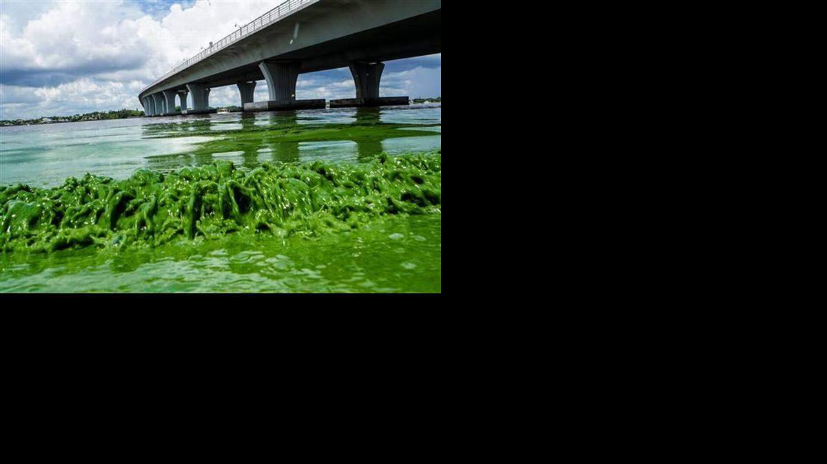 El agua llena de algas a lo largo de la orilla del río St. Lucie bajo un puente de Ocean Boulevard.  AP- Richard Graulich