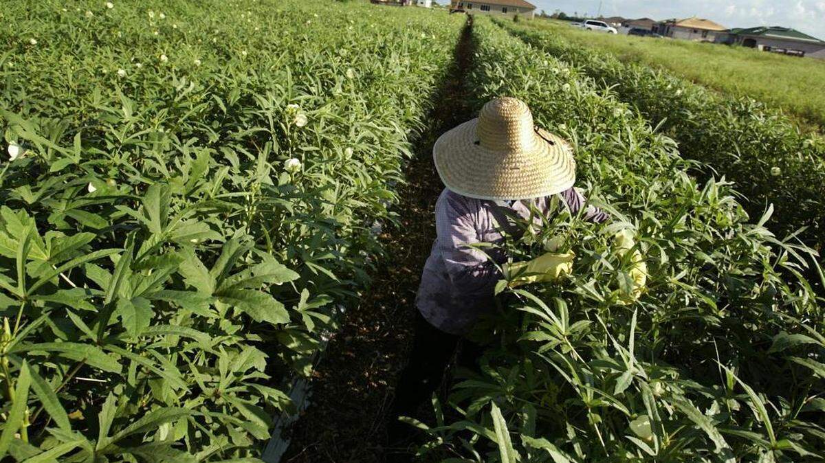 Los agricultores dijeron que limitaban ingerir agua de manera que no tuvieran que ir tanto al baño y posiblemente perder cuotas de producción.