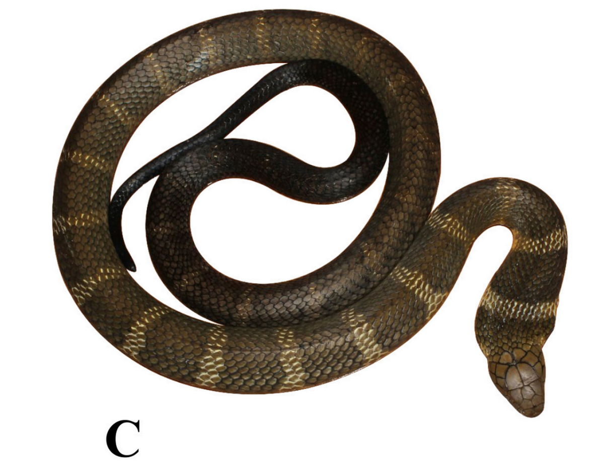 Otra Ophiophagus kaalinga, o cobra real Western Ghats.