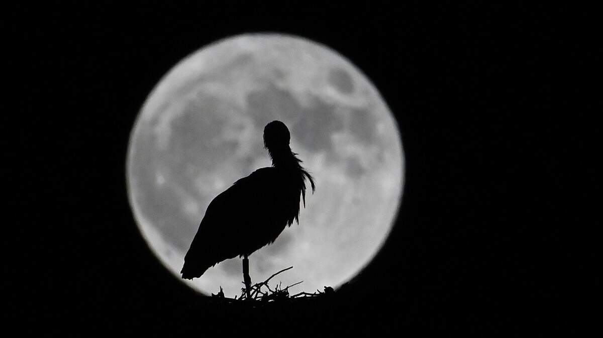 Además de las mareas en los océanos, en la Naturaleza se producen otros fenómenos en los que interviene la Luna.