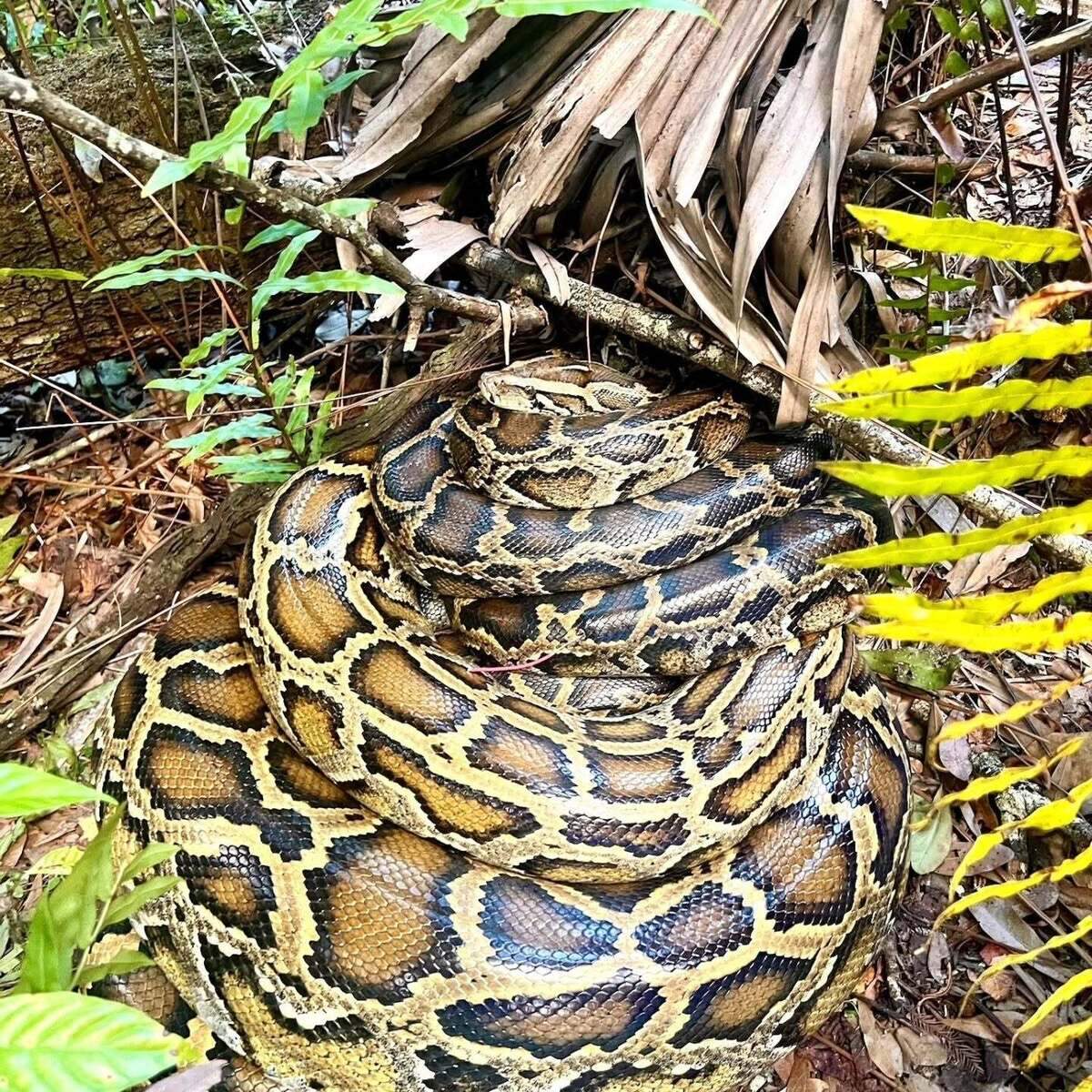 Radio-tagged scout snake # 97 “Vladi” coiled up after a shed cycle in Southwest Florida.