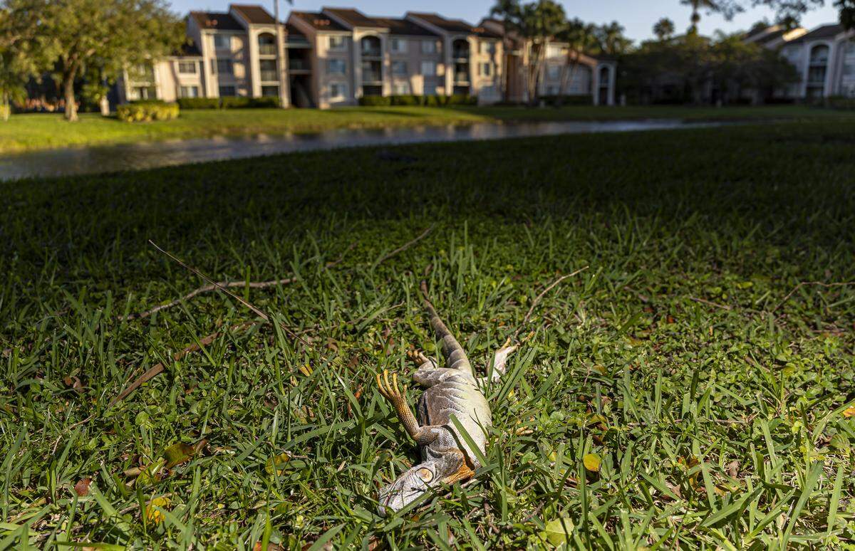 Una iguana tendida en el suelo en un barrio mientras las temperaturas descienden a menos de 30 grados F. debido a un frente frío que atraviesa el sur de Florida el domingo 1 de febrero de 2026, en Pembroke Pines, Florida.