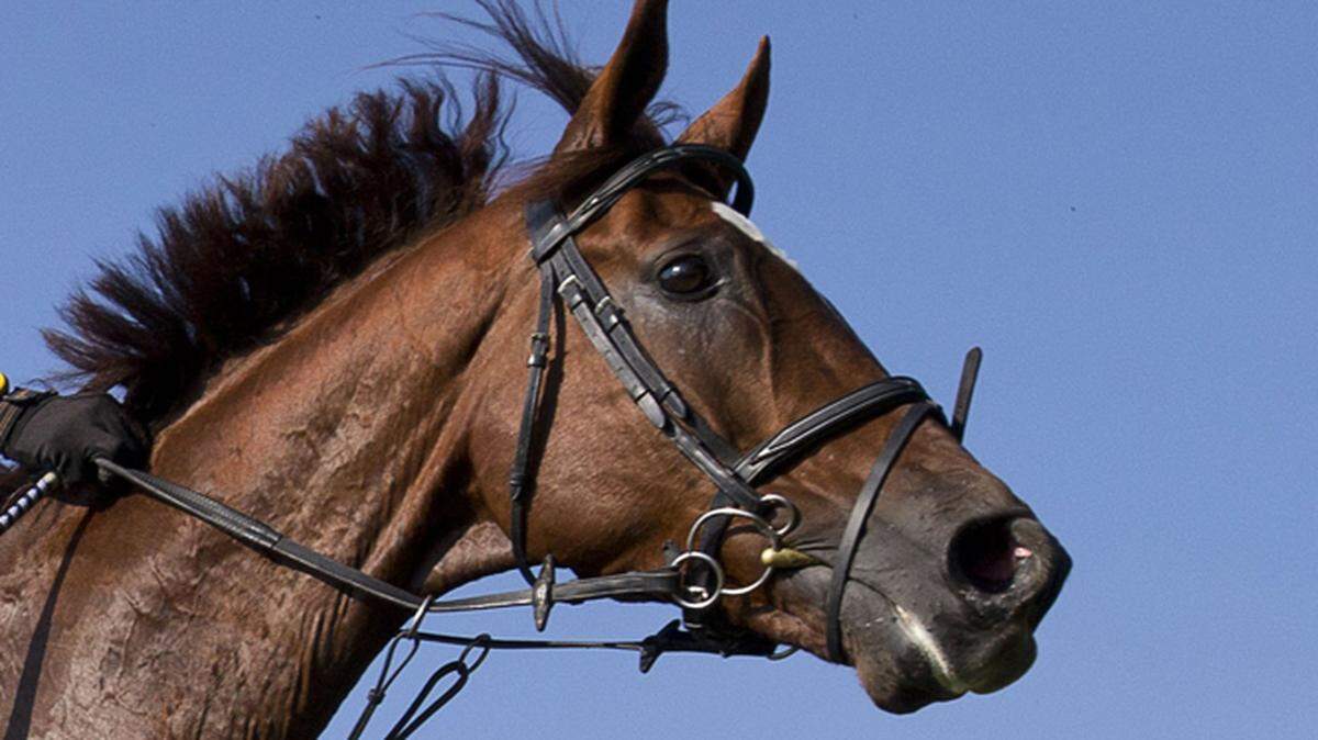 Foto de archivo de un caballo de competencia. 