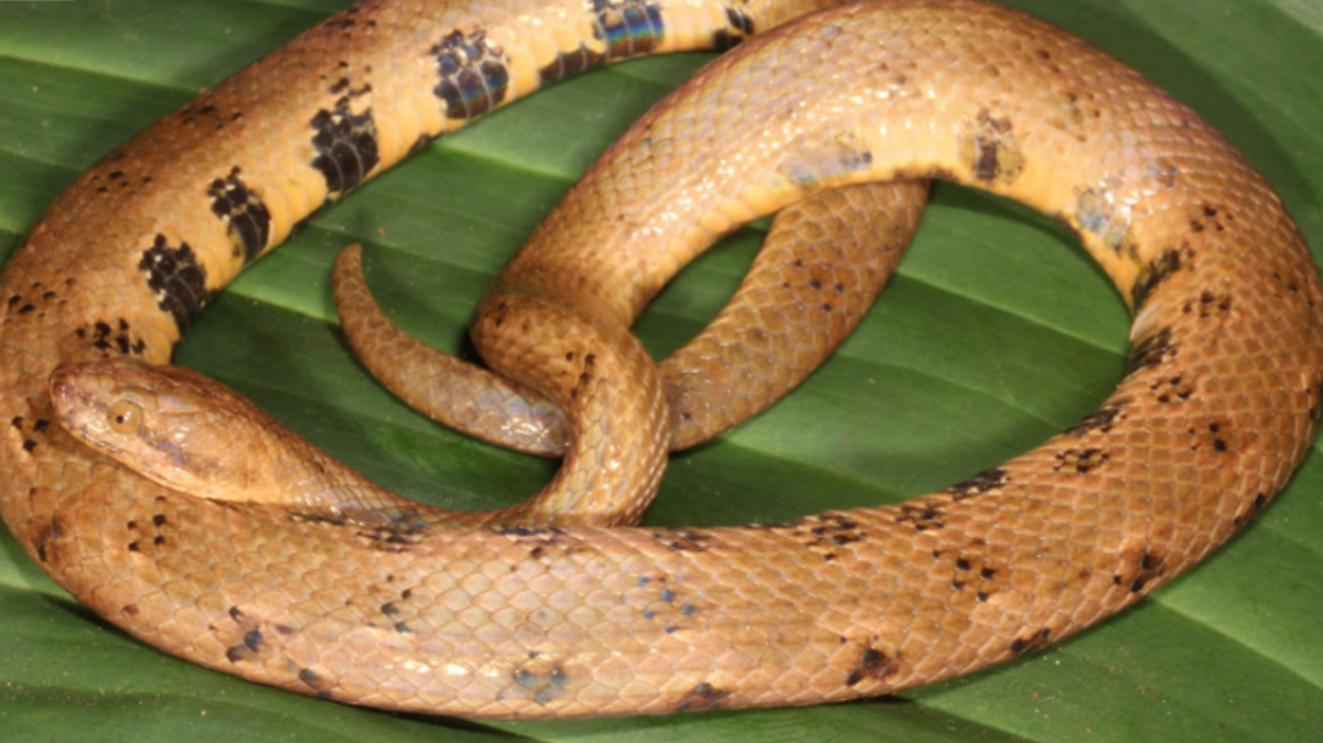 Científicos encuentran una pequeña serpiente de un pie de largo en selva de Ecuador. Una nueva especie, dijo un estudio.