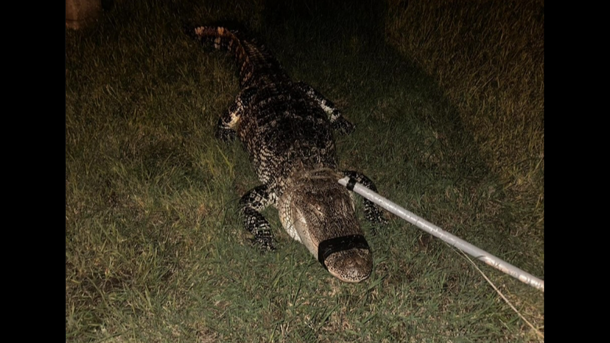 Este caimán de 2,5 metros apareció en la puerta de la casa de un hombre en Lakeland, Florida, mientras el huracán Helene se acercaba a la costa del Golfo del estado. Foto de la Oficina del Sheriff del Condado de Polk
