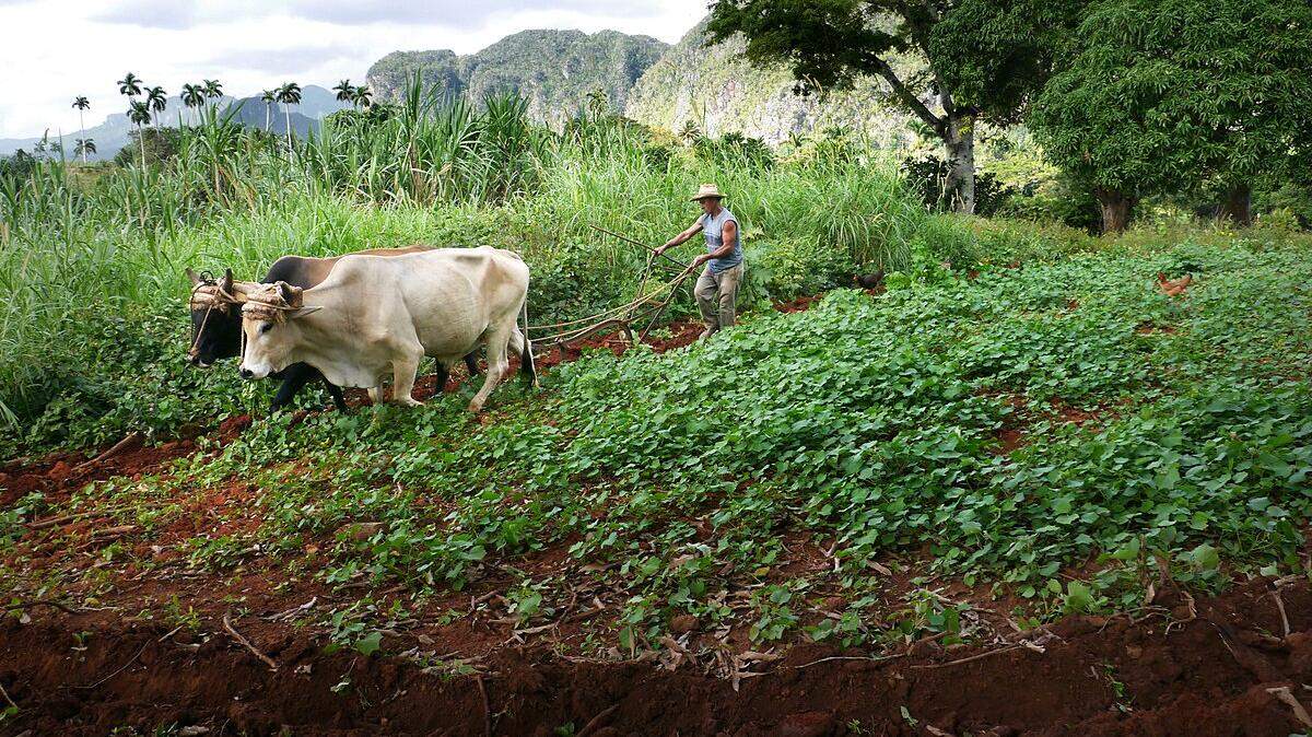 Foto de archivo de un campesino cubano realizando labores agrícolas en Viñales, Cuba.