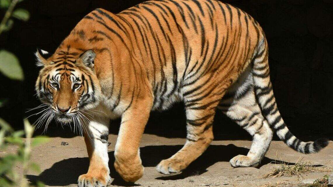 La población de tigres salvajes de Nepal aumenta un 21 % y alcanza un récord en cuatro años