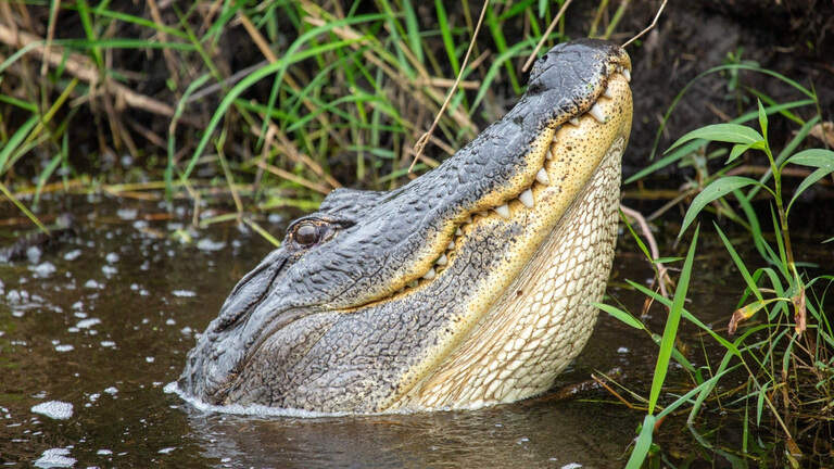 ‘Amputación completa’: autopsia revela brutalidad del mortal ataque de caimán a mujer en Florida