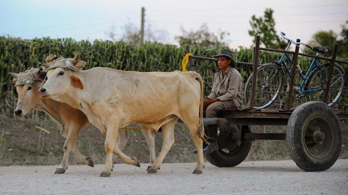 Del tractor al buey: el campo cubano se adapta a la falta de combustible