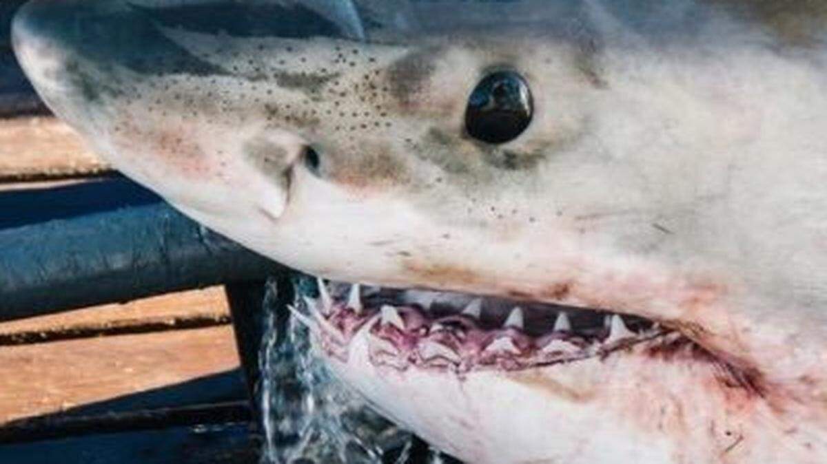 El tiburón blanco Yeti