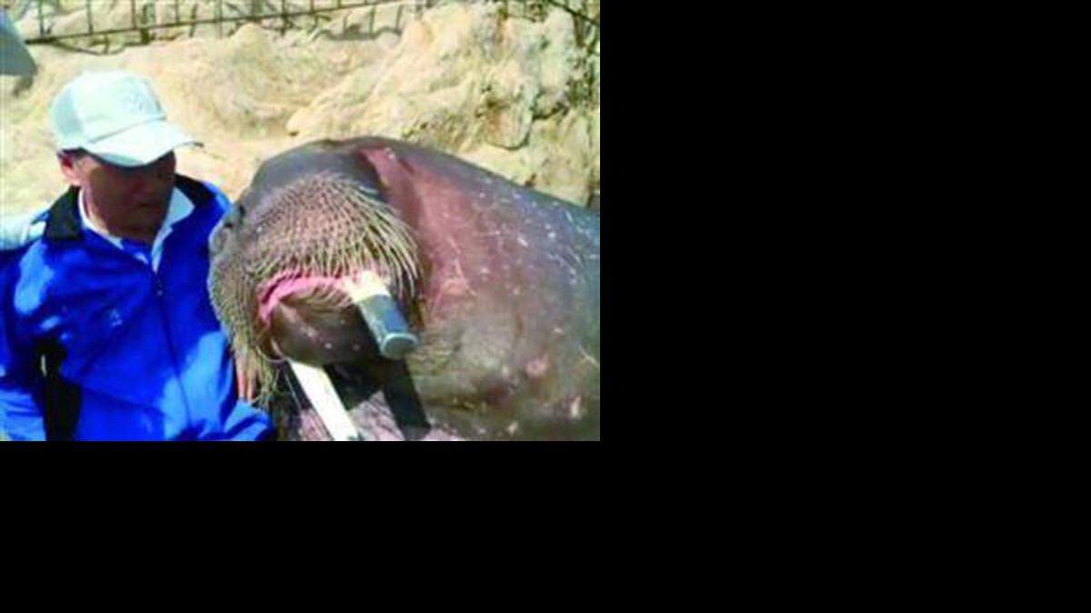 Una de las morsas del zoológico de Weihai.