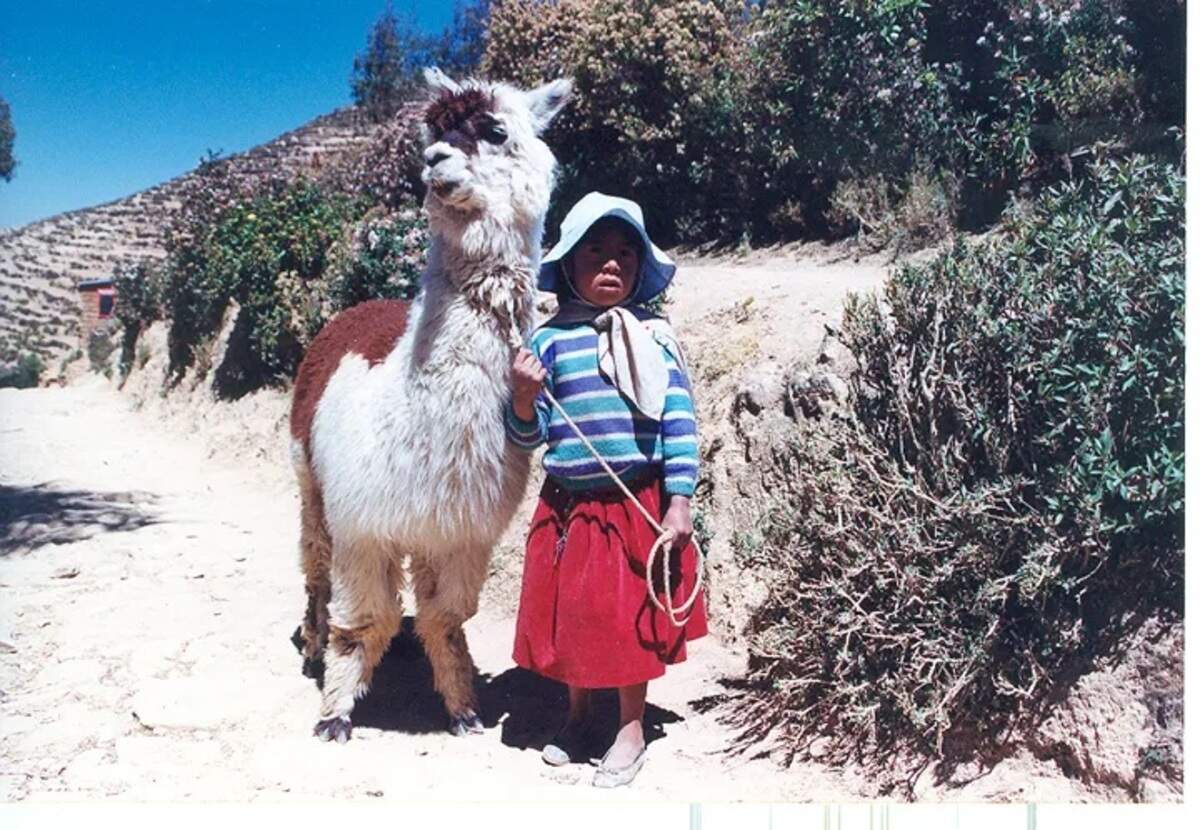 En el lugar se encuentran las amistosas y juguetonas llamas, alpacas y vicuñas.