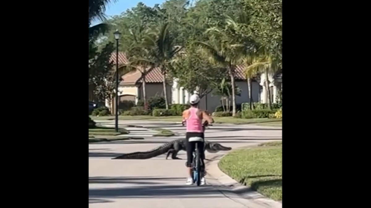 Enorme caimán obliga a detenerse a ciclista en vecindario de la Florida.
