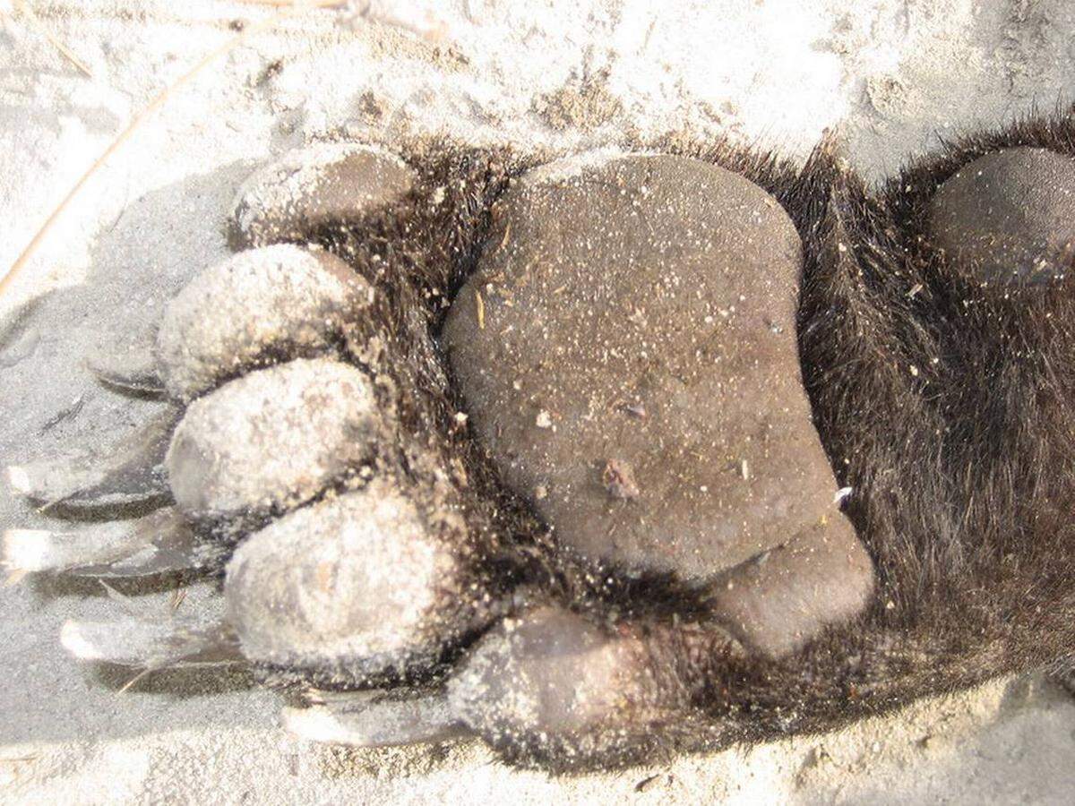 En la foto, un primer plano de la garra de un oso negro. Aunque los machos adultos promedian un peso de entre 250 y 350 libras, el récord estatal es de 760 libras, señaló la Comisión de Pesca y Conservación de la Vida Silvestre de la Florida (FWC).