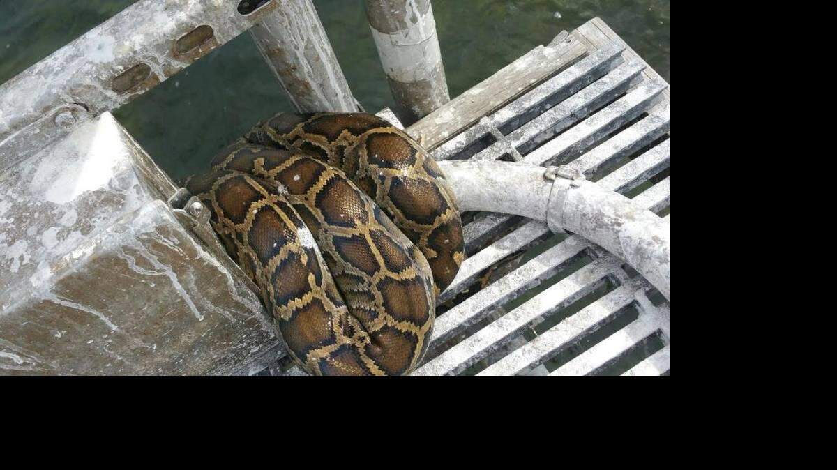 Un hombre que montaba un kayak por el Parque Nacional Biscayne vio a una pitón birmana de nueve pies enroscada alrededor de una plataforma de estudios que queda a más de media milla de distancia de la orilla. Cortesía: Biscayne National Park