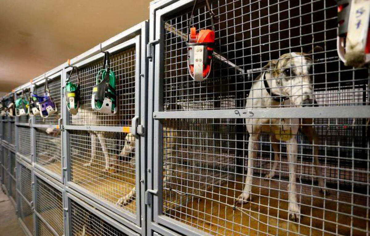 Galgos aguardan sus carreras en una perrera en el Club / 52 Melbourne Greyhound Park en Melbourne, Florida, el 14 de febrero de 2018.