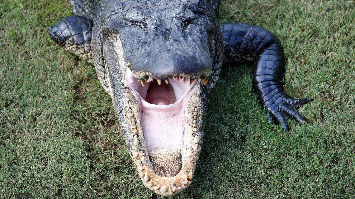 Experts say that if someone comes face to face with an attacking alligator, he or she should run away in the opposite direction as fast as they can, and in as straight a path as possible.