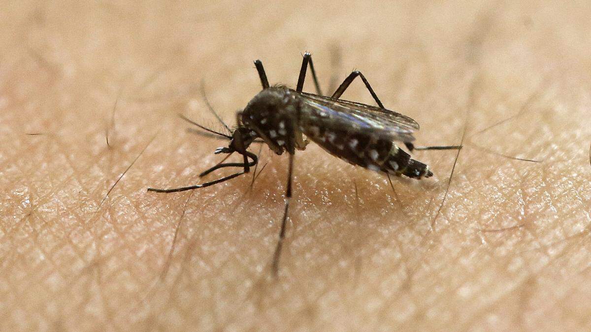 An Aedes aegypti mosquito stands on a person’s arm. A British biotech company is scheduled to begin releasing genetically modified versions of the invasive bugs in April in an effort to eventually eradicate them or significantly reduce the species.