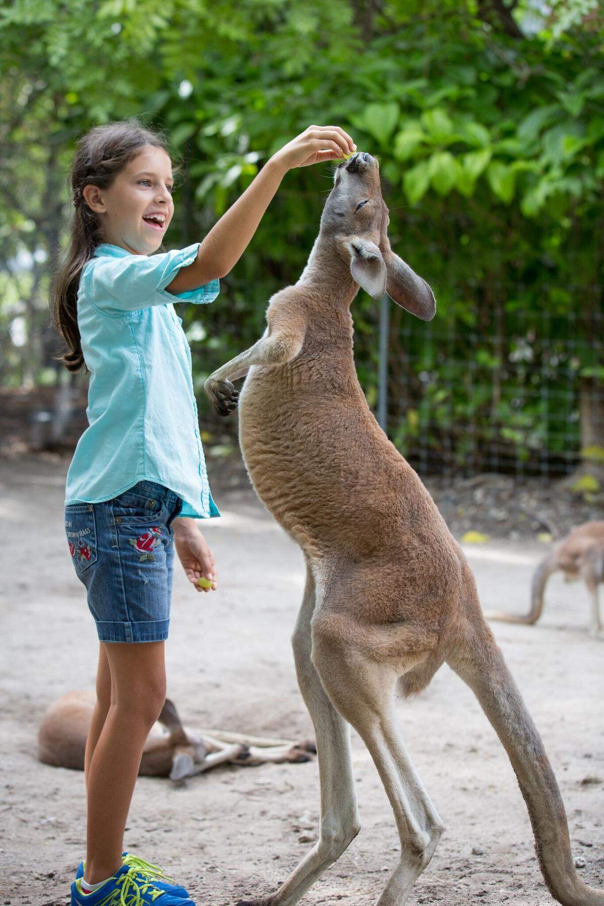 Puedes acercarte y alimentar a los canguros entre otras especies de animales en Jungle Island.