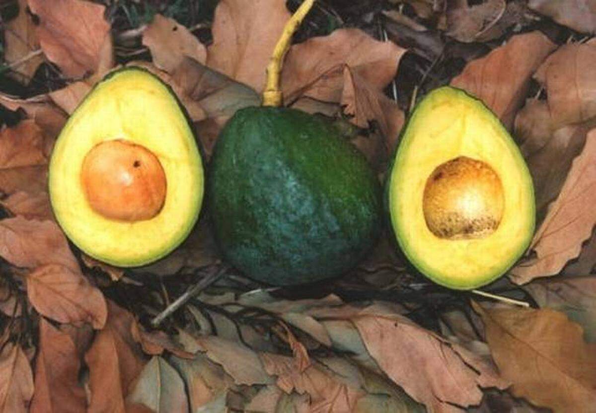 Los ingleses han promocionado al Carla como la “bestia” de los aguacates, con “una pulpa sedosa tan suave que puede usarse en lugar de la mantequilla”.
