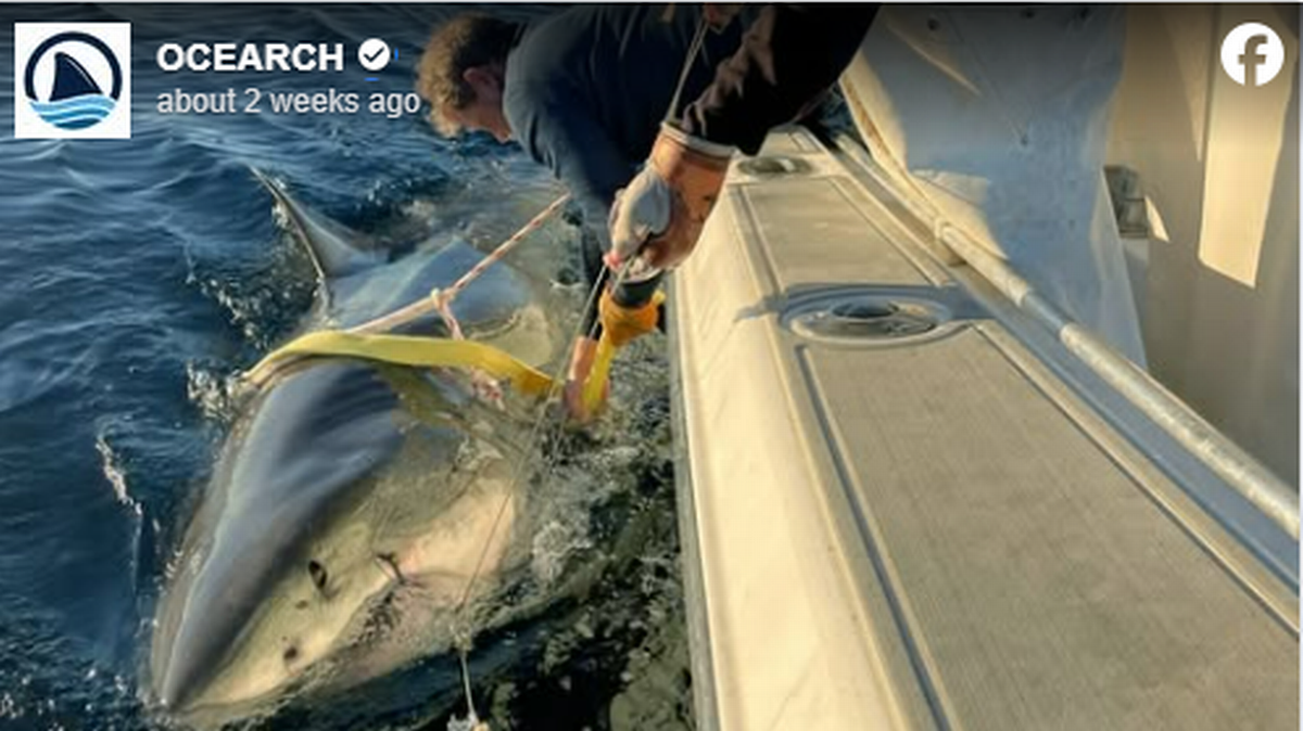 Este tiburón, llamado Contender, se capturó a 45 millas de la costa entre la Florida y Georgia y midió 13.8 pies de largo y registró un peso de 1,653 libras, dijo la agencia OCEARCH.