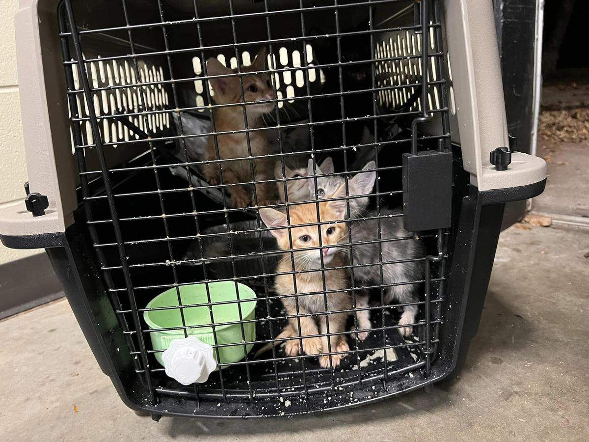 Florida Urgent Rescue, con sede en Jacksonville, ayudó a evacuar a 49 perros y gatos de refugios en zonas rurales antes de que el huracán tocará tierra el 28 de septiembre de 2022.