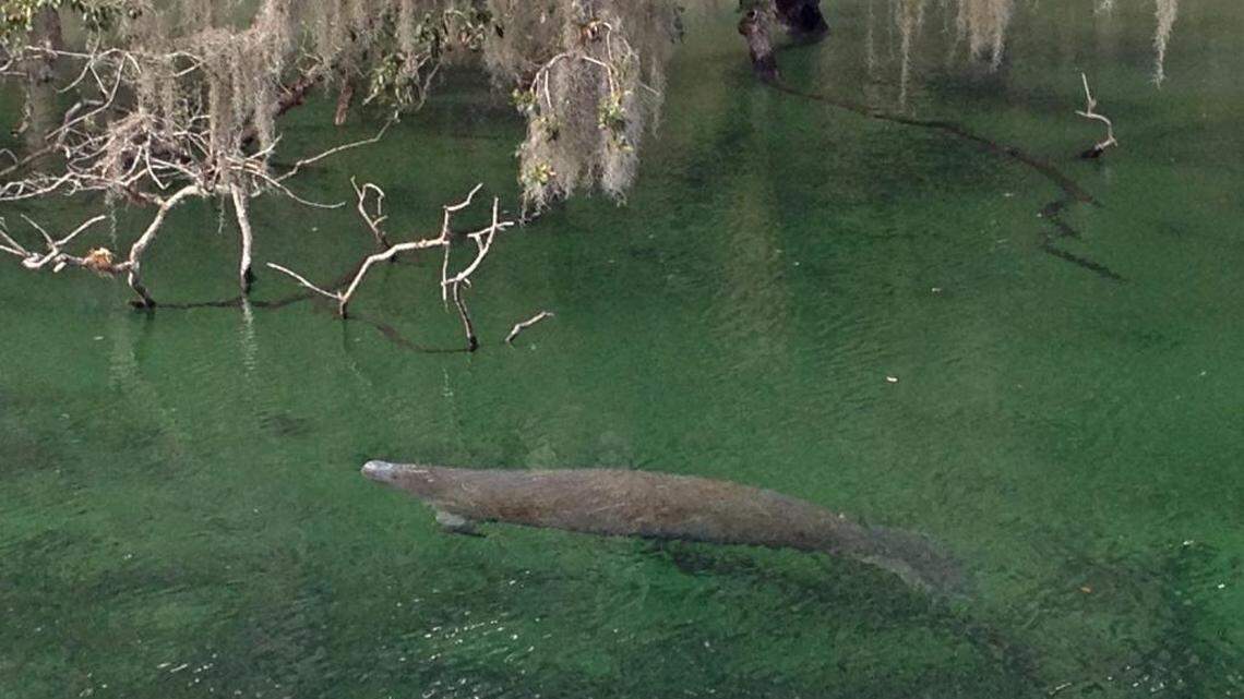 A manatee glides through the run that flows into the St. Johns River at Blue Spring State Park.