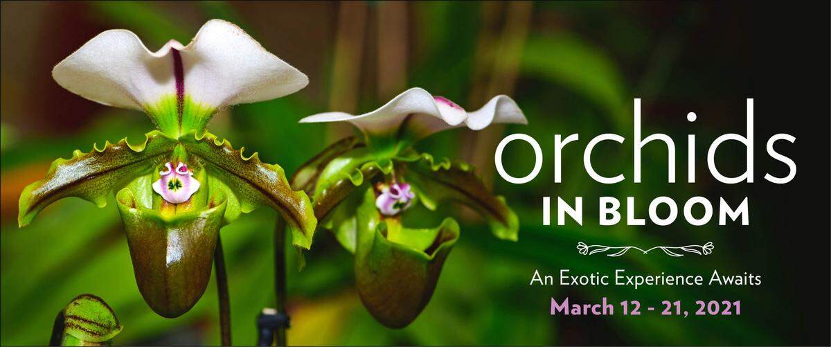 Orquídeas en flor un oasis tropical en el Fairchild Gardens.