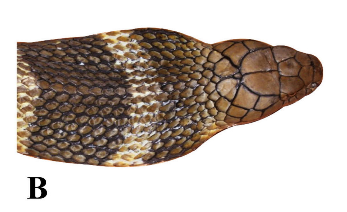 Un primer plano de una Ophiophagus kaalinga, o cobra real Western Ghats.