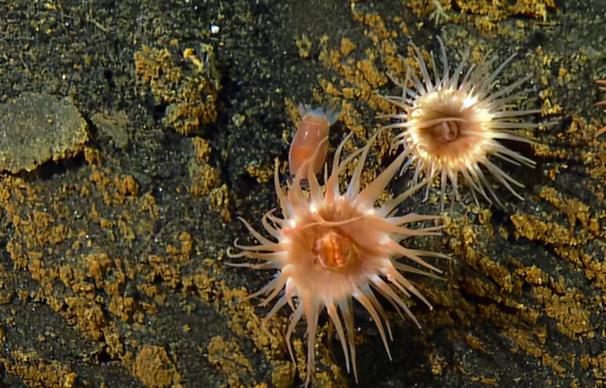 Un equipo del Ocean Exploration Trust filmó un video en que una anémona parecida a un árbol de Navidad devora a otro animal en un volcán hundido.