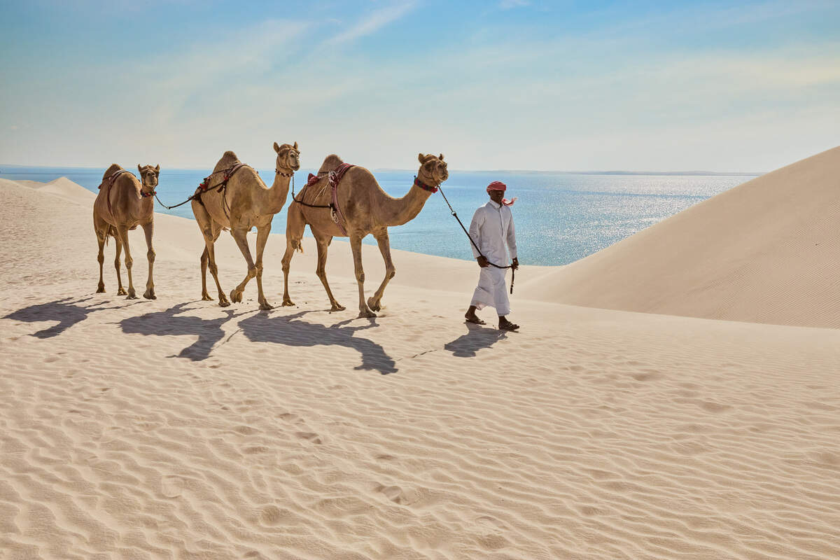 Una visita a Qatar no está completa sin experimentar paseos en camello. Los camellos han sido famosos durante mucho tiempo en el desierto debido a su inteligencia y su fuerza.