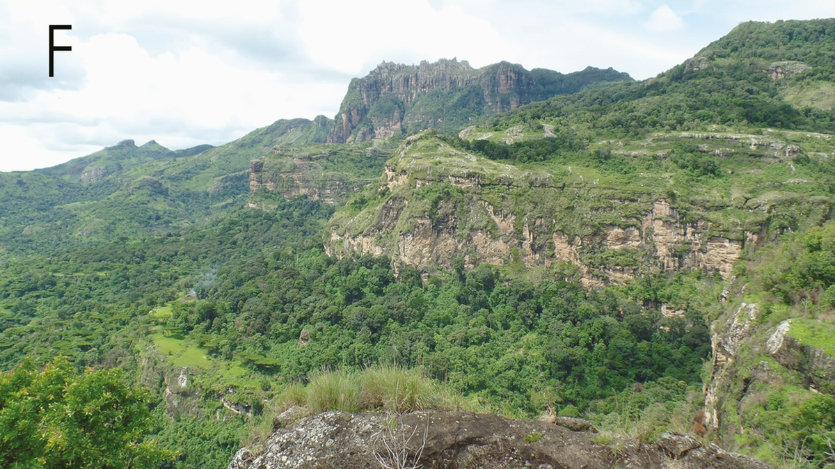Investigadores encontraron una criatura “enana” preñada en la selva de Uganda. El estudio concluyó que era una nueva especie “críptica”.