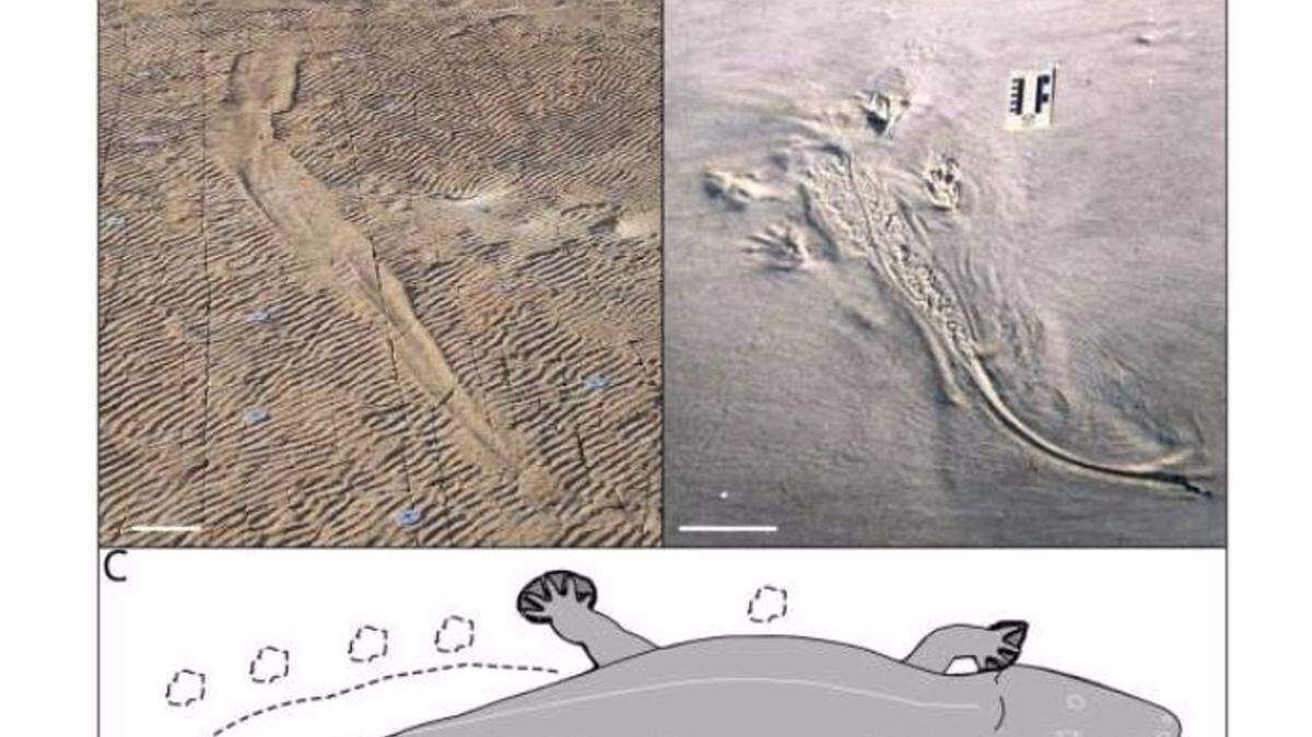 30/03/2023 Comparativa de marcas fósiles de cocodrilos en Georgia (EEUU) (A y B) con la probable traza dehuellas de la especie de anfibio extinta sudafricana. Anfibios gigantes extintos de dos metros de largo nadaban como cocodrilos mucho antes de que existieran los verdaderos cocodrilos, POLITICA INVESTIGACIÓN Y TECNOLOGÍA GROENEWALD ET AL., 2023, PLOS ONE