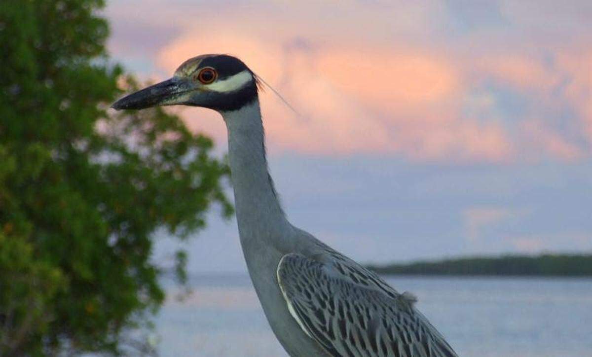 Paseo de aves en Deering Estate.