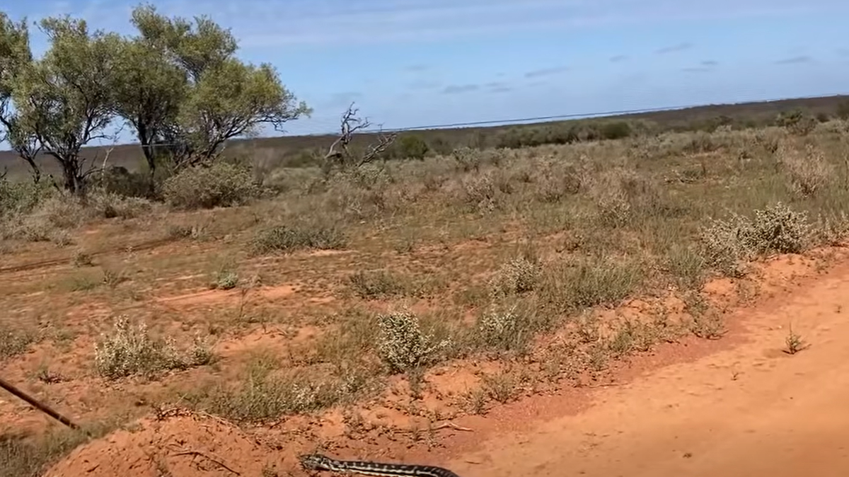 Una ecologista estaba visitando un parque nacional en Australia cuando se topó con una enorme pitón cruzando la carretera, un “avistamiento poco usual”, según dijeron las autoridades.a