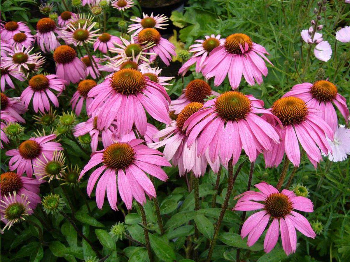 De entre las muchas variedades de la planta Equinácea, tres son las que siempre han sido utilizadas para extraer beneficios sobre la salud: la Echinacea angustifolia, la Echinacea Pallida y la Echinacea purpurea.